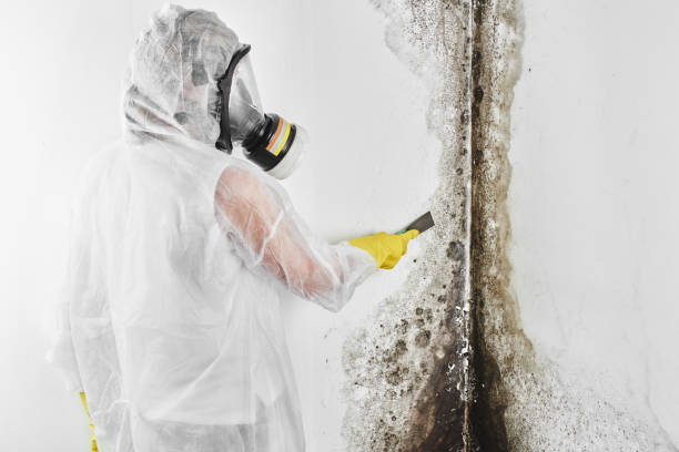 Best Post-Flood Mold Remediation in Glespie, IL