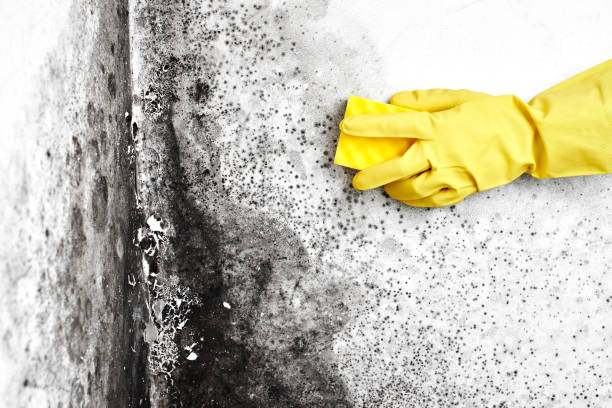 Reliable Gillespie, IL Mold Remediation Solutions