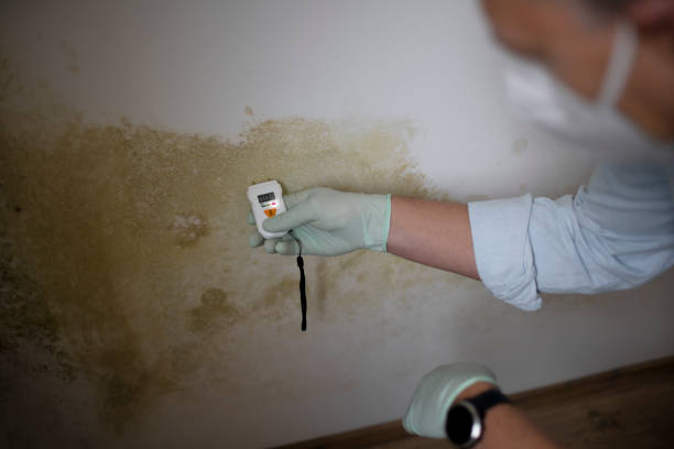 Best Post-Remediation Services in Glespie, IL