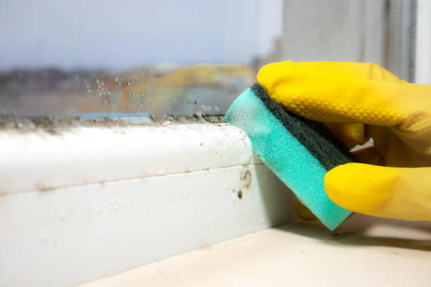 Best Emergency Mold Remediation in Glespie, IL