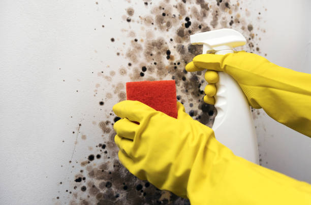 Best Health and Safety Mold Remediation in Glespie, IL