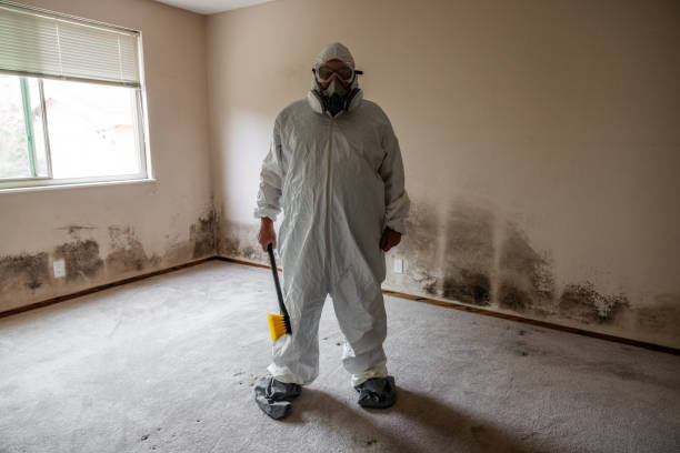 Best Residential Mold Remediation in Glespie, IL