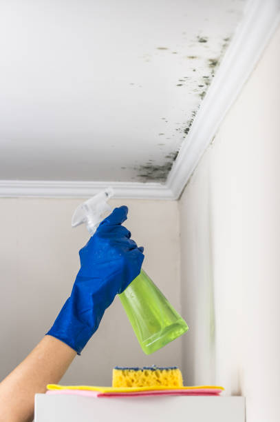 Best White Mold Remediation in Glespie, IL